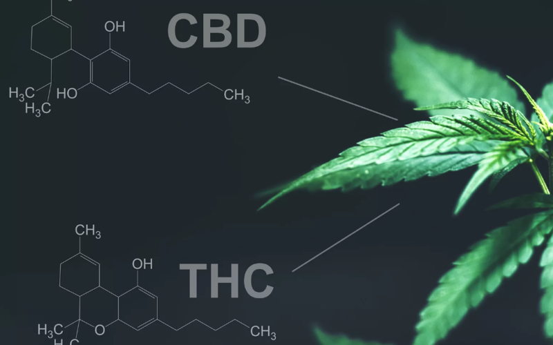 CBD vs THC: the science