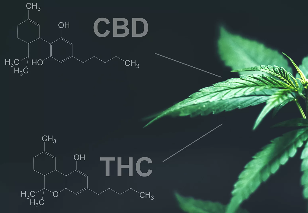 Cbd Vs Thc Benefits And Differences An Introductory Guide Green